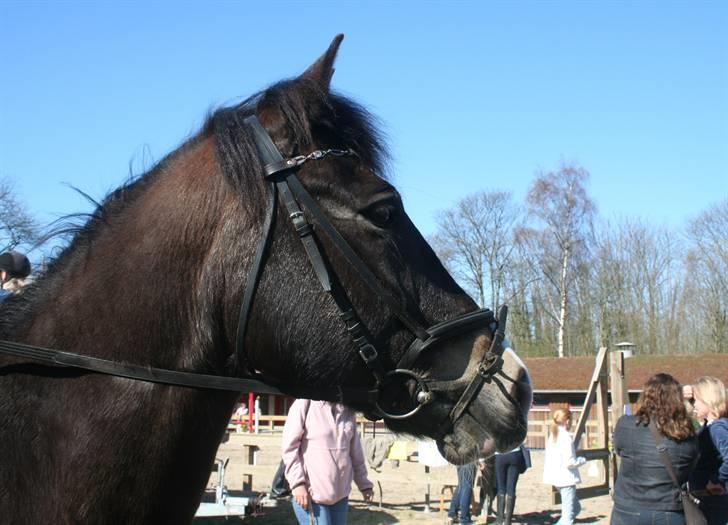 Gg stævne på bagsværd fort - Solly billede 45