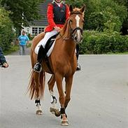 Jagt på nordfalster 2008