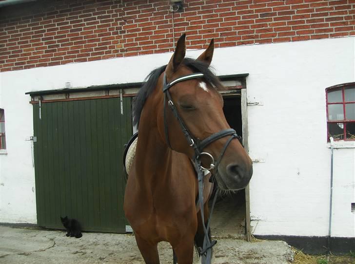 Optimal,toftehøjs cre'diva,romolus og lucky star - Hvordan kan det lade sig gøre at hesten kan præstere at lukke øjnene på tre billeder i træk XD LOL^^ billede 14