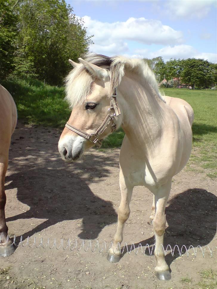 Morten .. Lille nussede hovede! billede 1