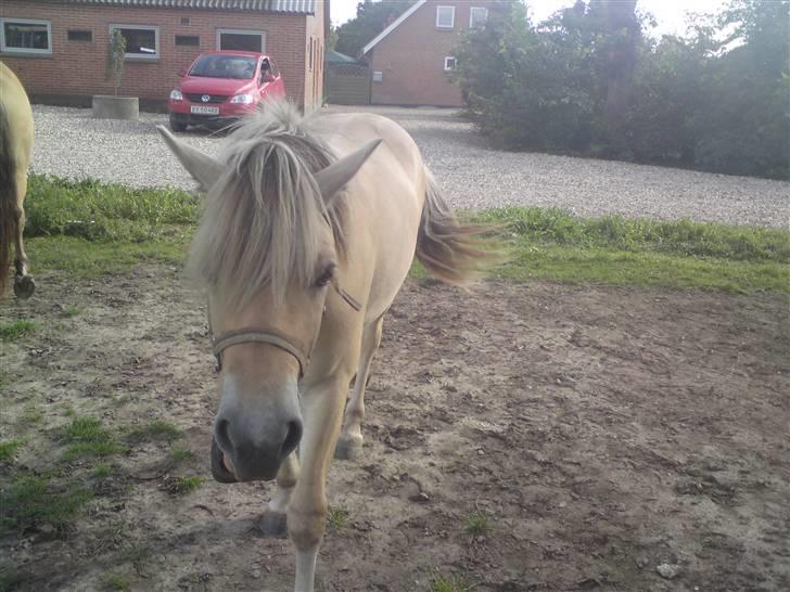 Morten .. Lille nussede hovede! billede 2