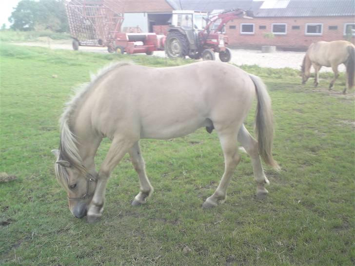 Morten .. Lille nussede hovede! billede 3