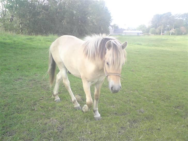 Morten .. Lille nussede hovede! billede 4