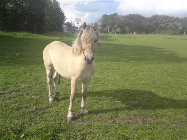 Morten .. Lille nussede hovede! billede 7