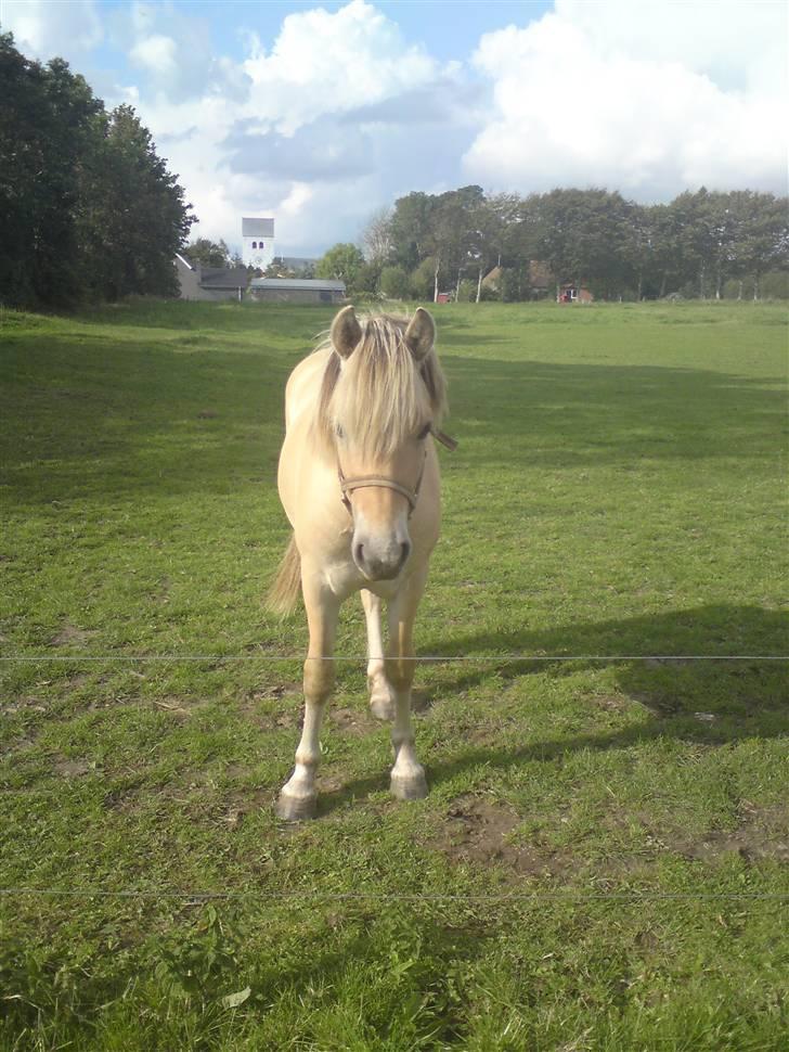 Morten .. Lille nussede hovede! billede 8