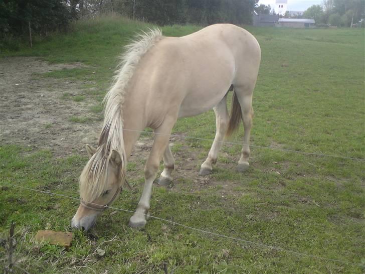 Morten .. Lille nussede hovede! billede 9