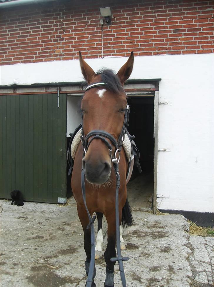 Optimal,toftehøjs cre'diva,romolus og lucky star - Cre'diva billede 15