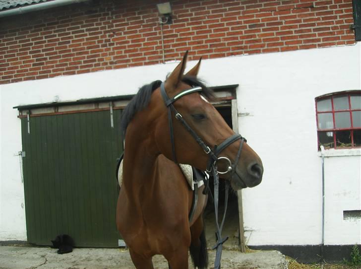 Optimal,toftehøjs cre'diva,romolus og lucky star - Cre'diva billede 16