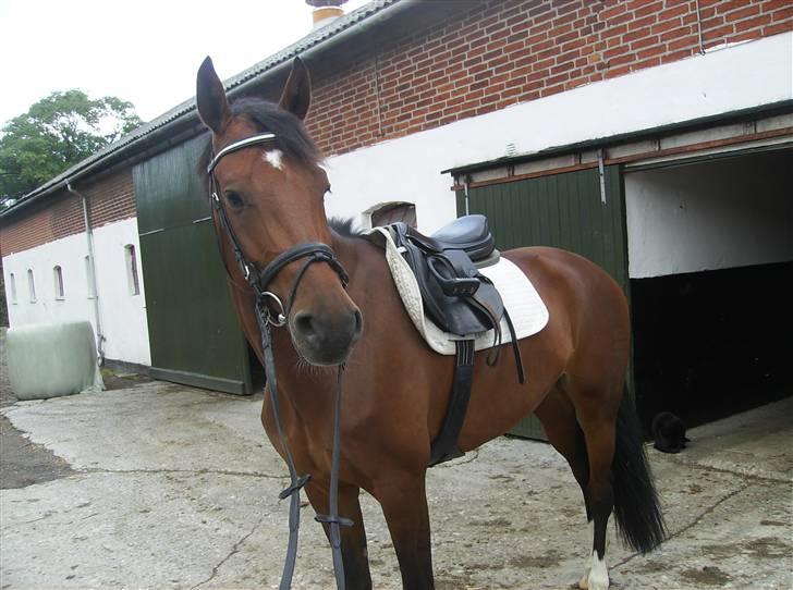 Optimal,toftehøjs cre'diva,romolus og lucky star - Cre'diva :D billede 17