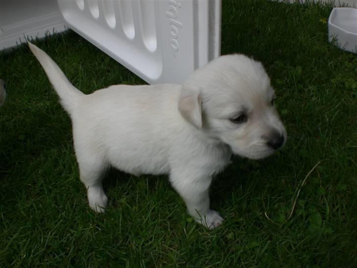 Min søde hund, Blondie. - Ja nu er de blevet lidt større, billedet er blevet taget 26/8-2008 billede 40