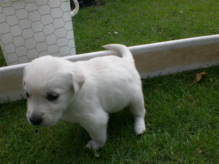 Min søde hund, Blondie. - De bliver sødere og sødere for hver dag:) billede 41