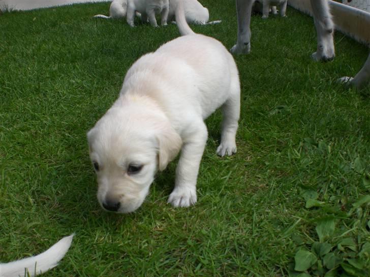 Min søde hund, Blondie. - Og de kan allerde gå, se og løbe:) billede 42