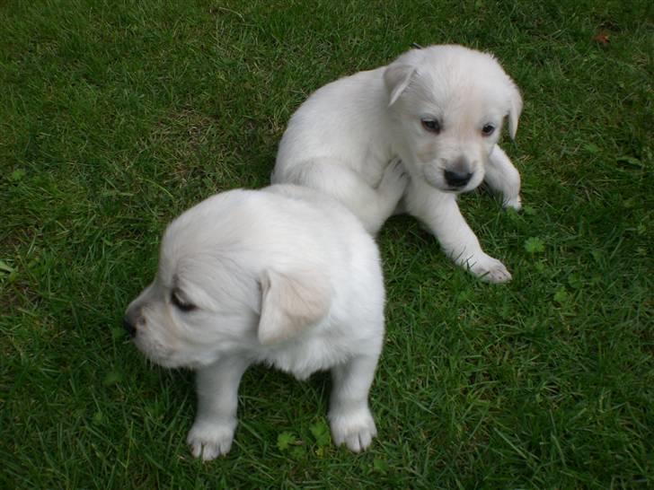 Min søde hund, Blondie. - Og klø og knurre :) billede 43