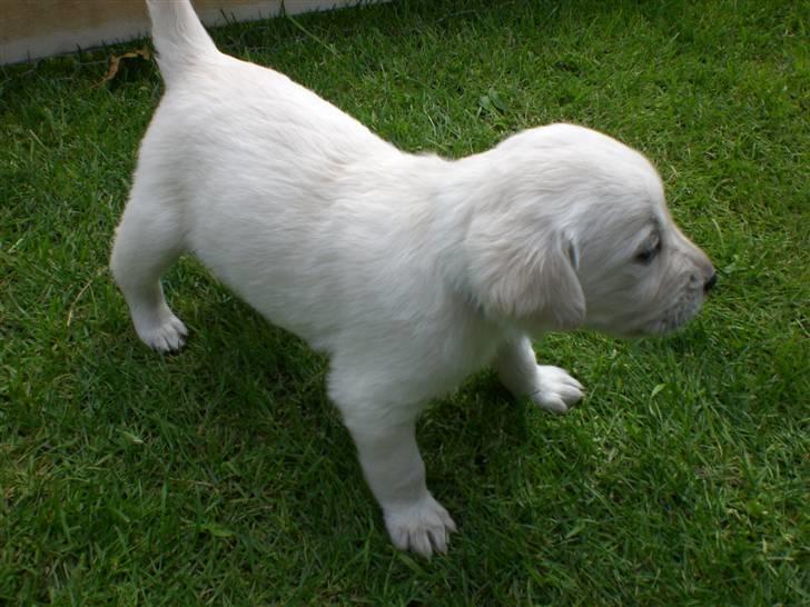 Min søde hund, Blondie. - De er også begyndt at få grød nu og de er ved at få tænder:) billede 44