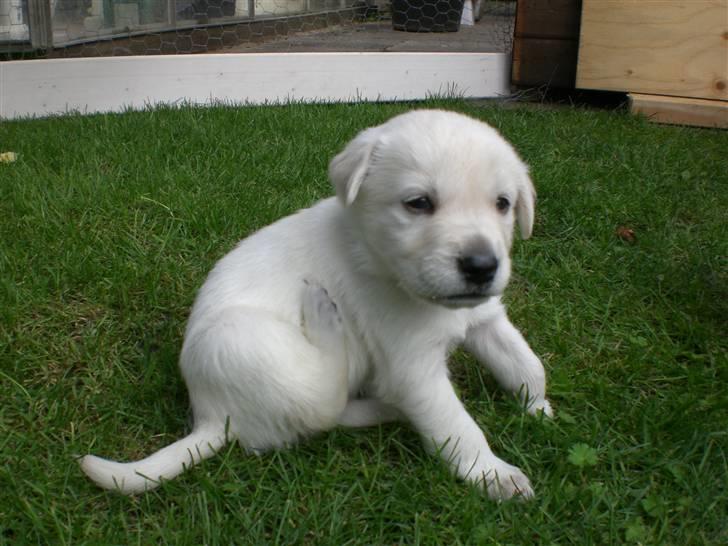 Min søde hund, Blondie. - De bliver mere og mere søde og nuttet for hver dag:) billede 45