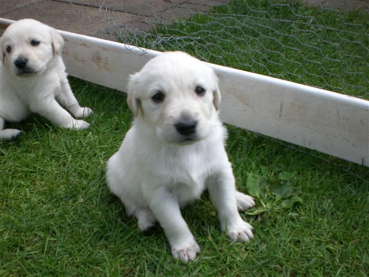 Min søde hund, Blondie. - Ja sidde ned kan de sagtens:) elsker dem bare ! :) billede 46