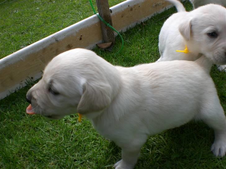 Min søde hund, Blondie. - Uha man må ikk række tunge :p billede 47