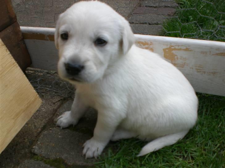 Min søde hund, Blondie. - Nåår hvor er du bare sød
 billede 48