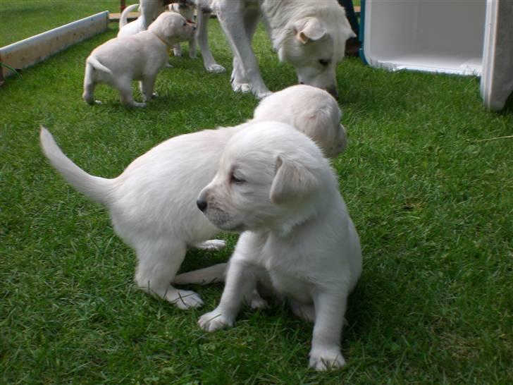 Min søde hund, Blondie. - De er bare så nuttet billede 49