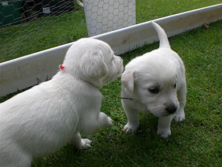 Min søde hund, Blondie. - Så nu vil de snart lege :) billede 50