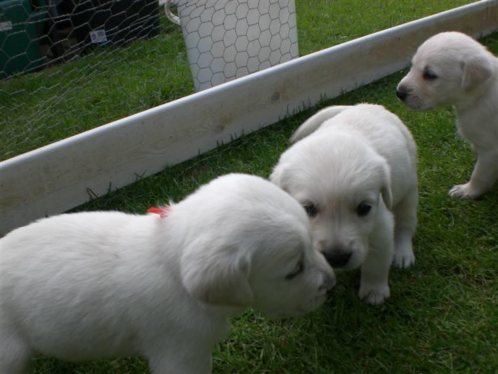 Min søde hund, Blondie. - Er de ikk bare søde? billede 51