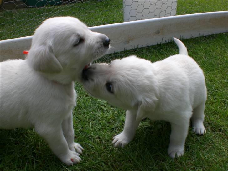 Min søde hund, Blondie. - Og så leger man, det elsker de:) billede 52