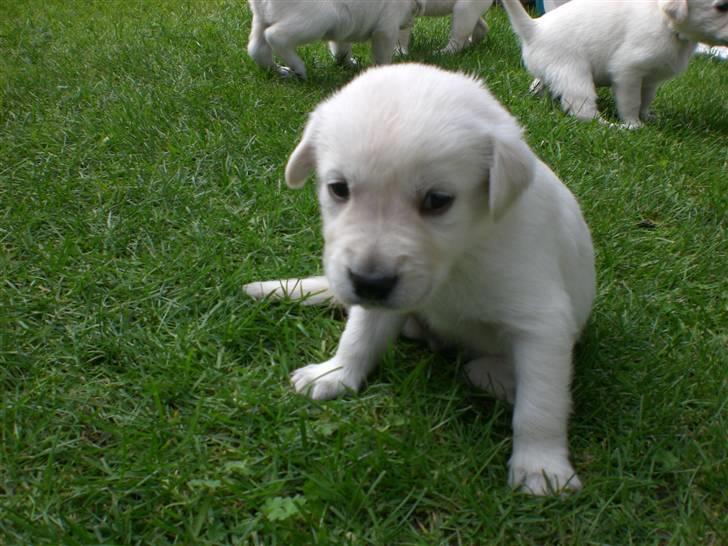 Min søde hund, Blondie. - Nåårh hvor er du bare søød lille ven:) billede 53