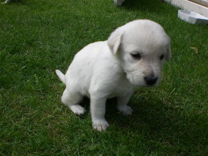 Min søde hund, Blondie. - Man sidder så pænt billede 54