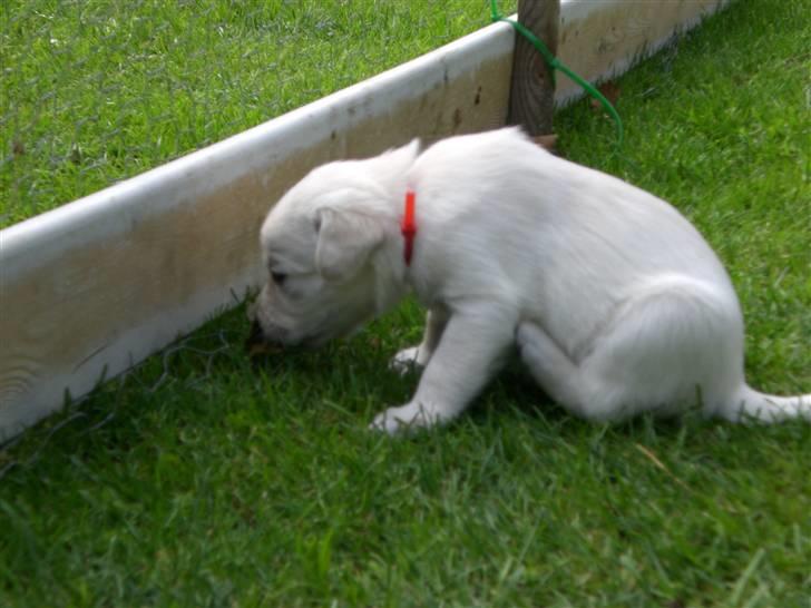 Min søde hund, Blondie. - Shit det ser sjovt ud sådan som den sidder der:D billede 55