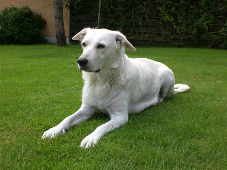 Min søde hund, Blondie. - Og nu er Blondie så fin så fin, og slet ikk tyk mere, hun er som hun skal være, men hvis hun skulle være noget, er hun lidt for tynd:) billede 56