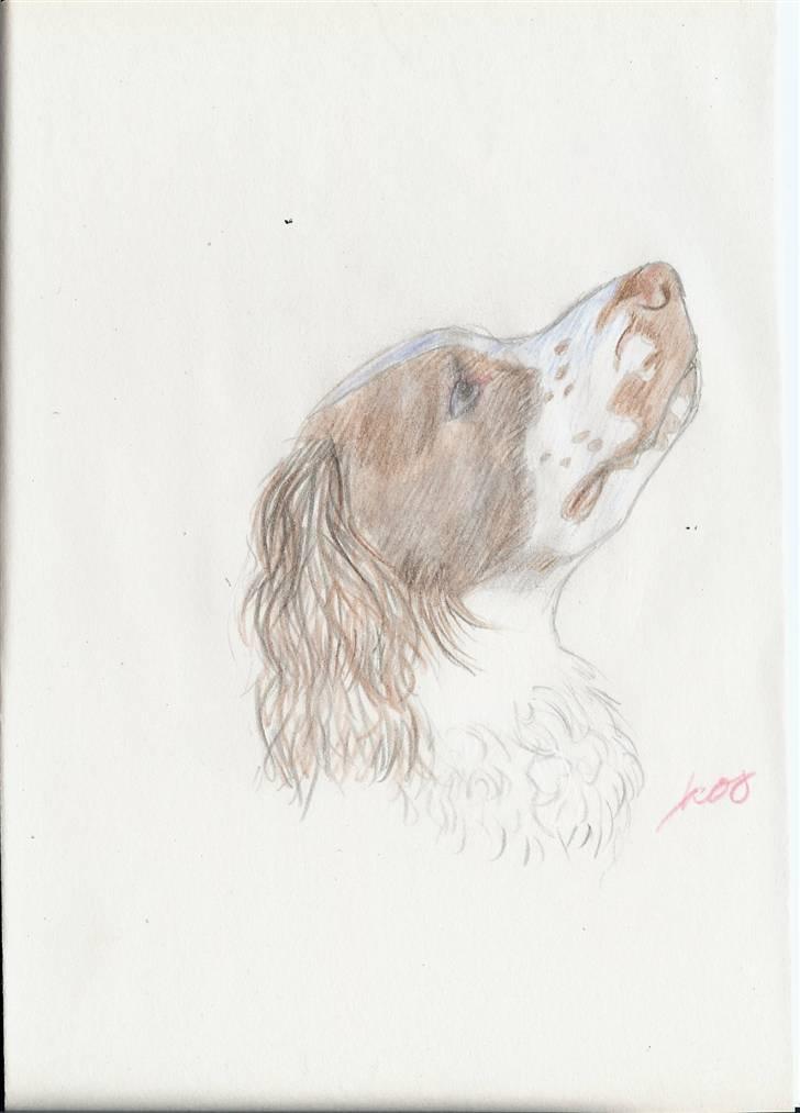 Hunde tegninger billede 1