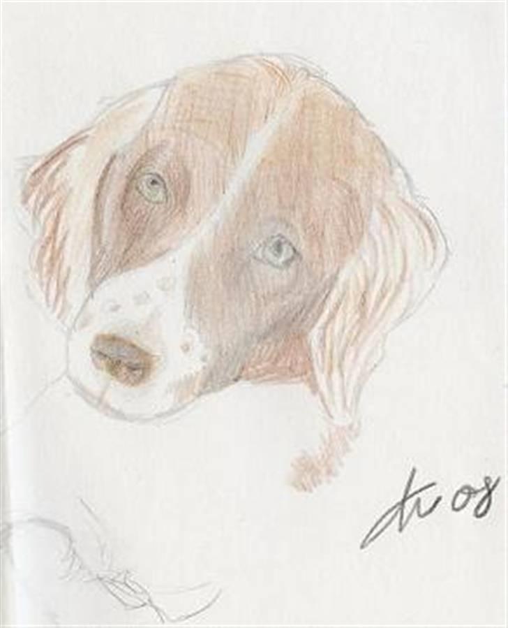 Hunde tegninger billede 2