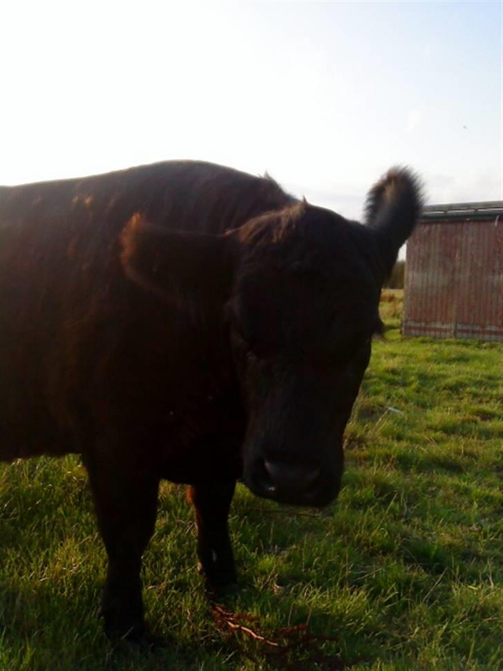 Farvel Mathilde vores heste'ko .. billede 1