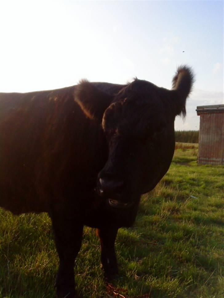 Farvel Mathilde vores heste'ko .. billede 2