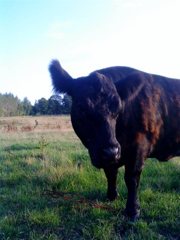 Farvel Mathilde vores heste'ko .. billede 3