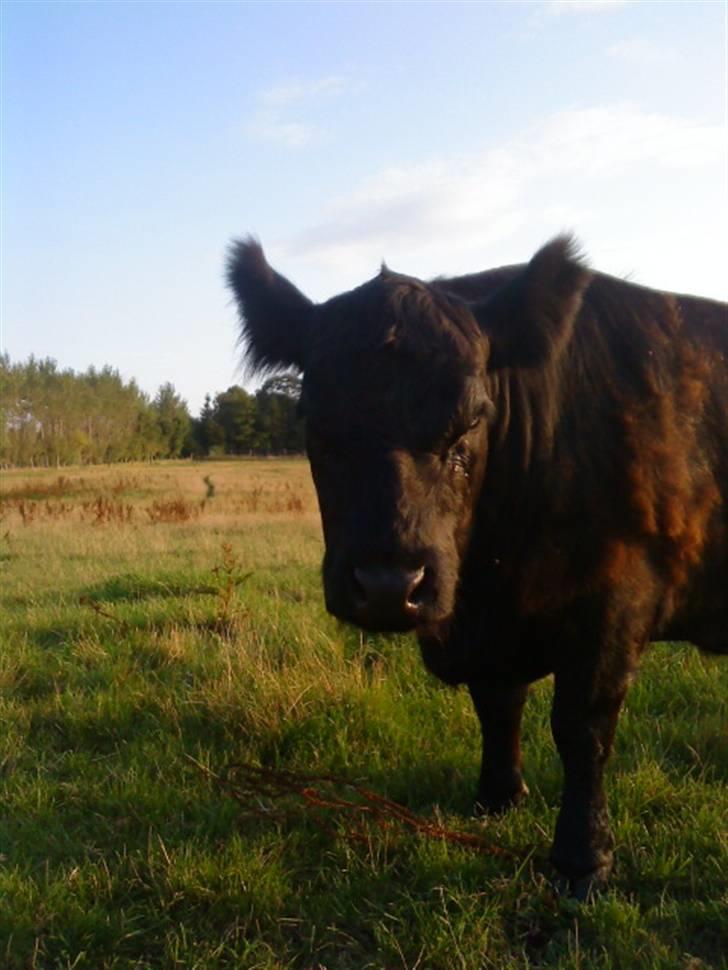 Farvel Mathilde vores heste'ko .. billede 4