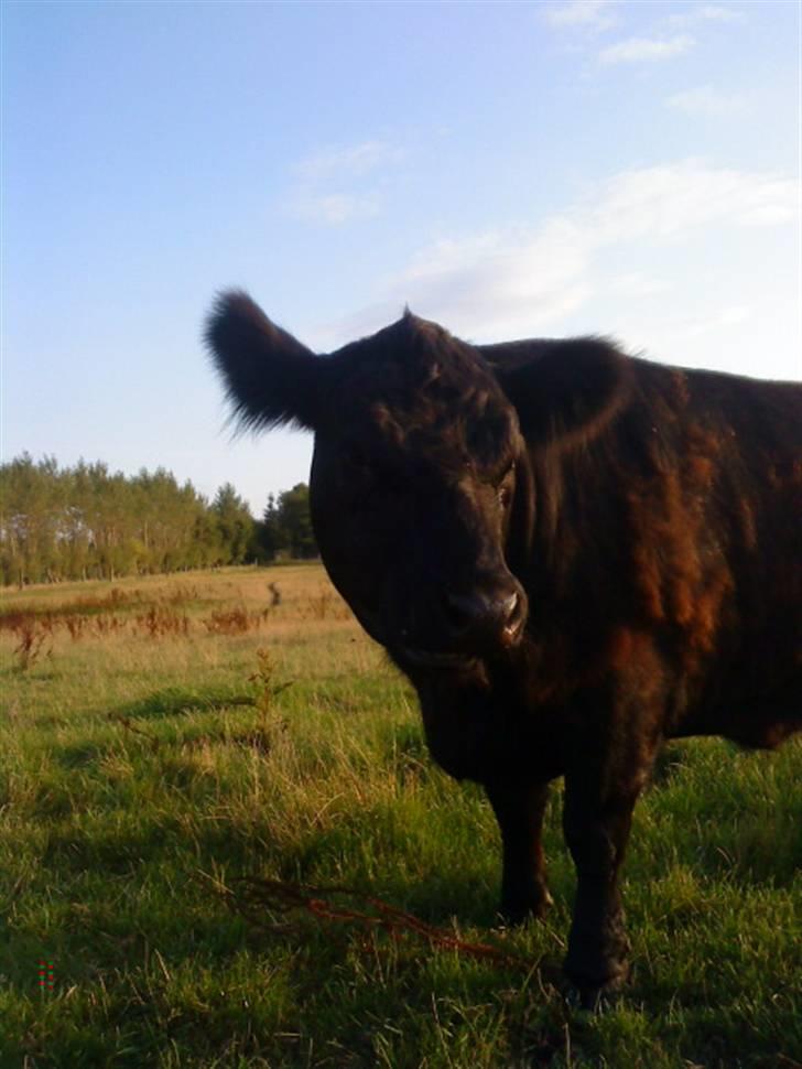 Farvel Mathilde vores heste'ko .. billede 5