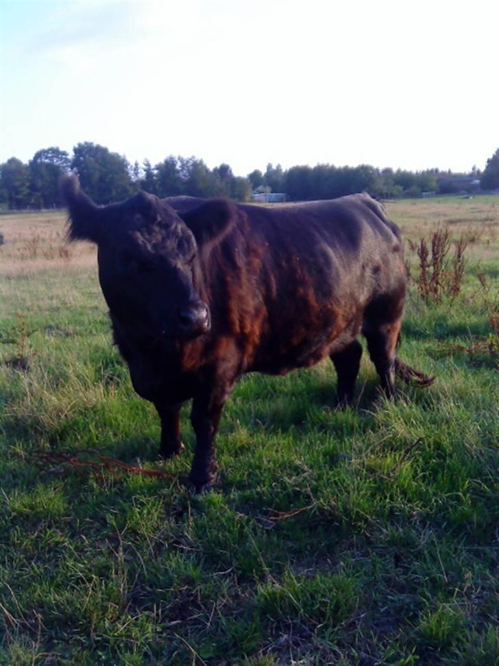 Farvel Mathilde vores heste'ko .. billede 6