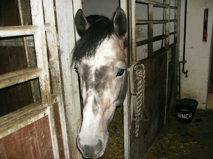 Optimal,toftehøjs cre'diva,romolus og lucky star - Lucky :D billede 19