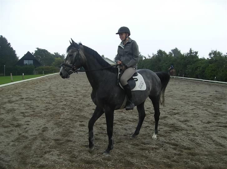 Optimal,toftehøjs cre'diva,romolus og lucky star - Anden gang på lucky :D billede 20