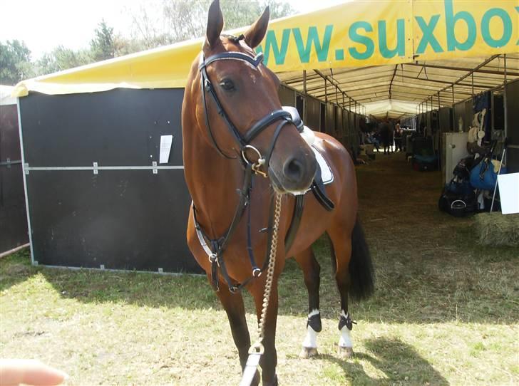 Optimal,toftehøjs cre'diva,romolus og lucky star - Cre'diva i falsterbo- sverige :) billede 23