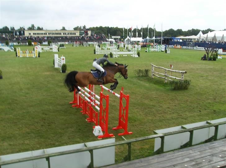 Optimal,toftehøjs cre'diva,romolus og lucky star - Banen i falsterbo, med linea ericsson på banen:D billede 24