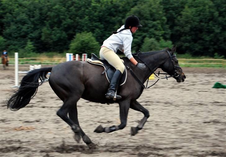 Søde Julias Fotografering, heste,hunde billede 6