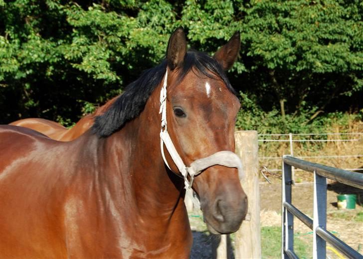 Søde Julias Fotografering, heste,hunde billede 7