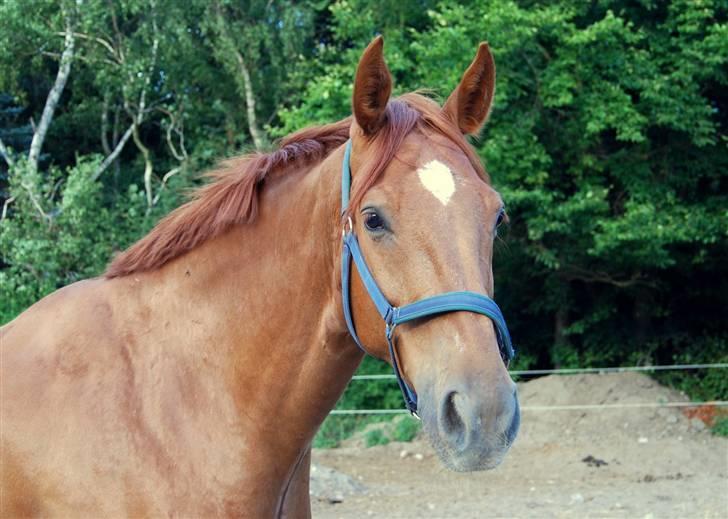 Søde Julias Fotografering, heste,hunde billede 8