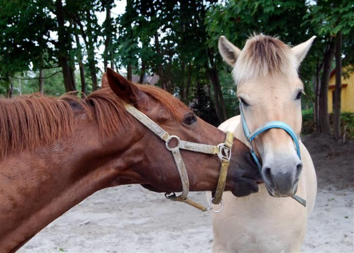 Søde Julias Fotografering, heste,hunde billede 9