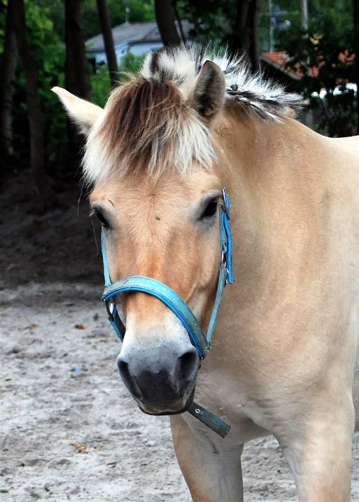 Søde Julias Fotografering, heste,hunde billede 2
