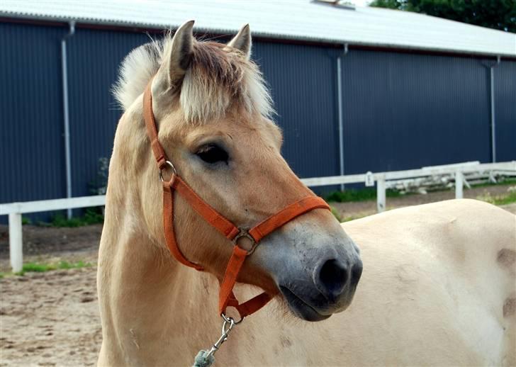 Søde Julias Fotografering, heste,hunde billede 10