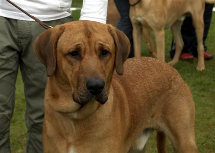 Søde Julias Fotografering, heste,hunde billede 11