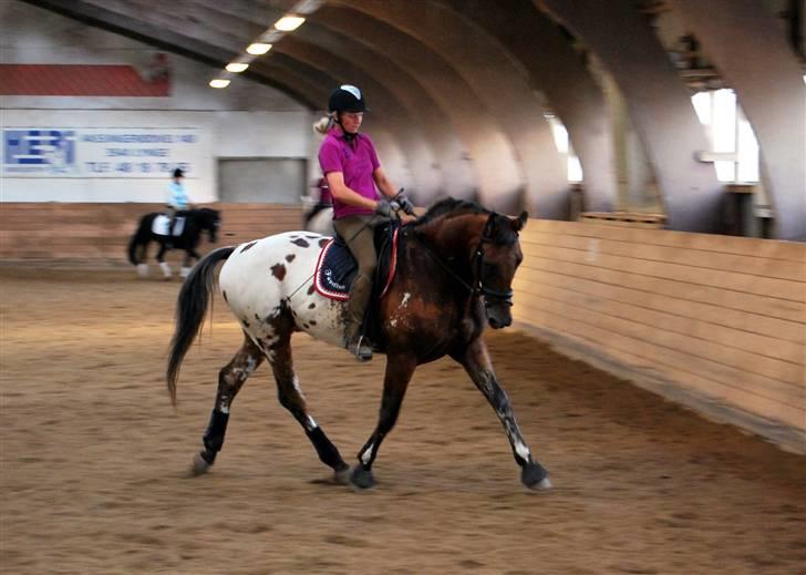 Søde Julias Fotografering, heste,hunde billede 12